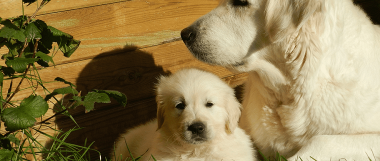 Insémination artificielle du chien